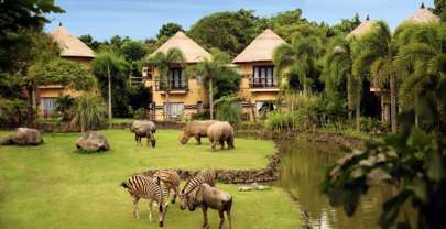 [Adv] Bobo sama zebra, makan sama singa… di Bali!