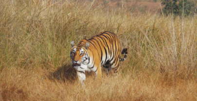 Safari Mencari Harimau di India