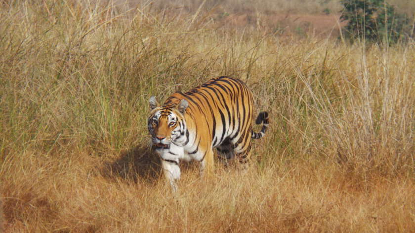 Safari Mencari Harimau di India